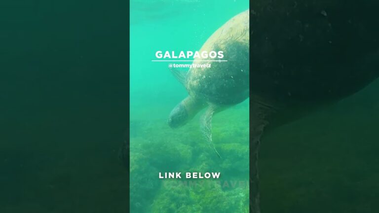 #TommyTravelz #travelnow #traveltips #galapagos #sancristobal #santacruz #islabaltra #isabelaisland